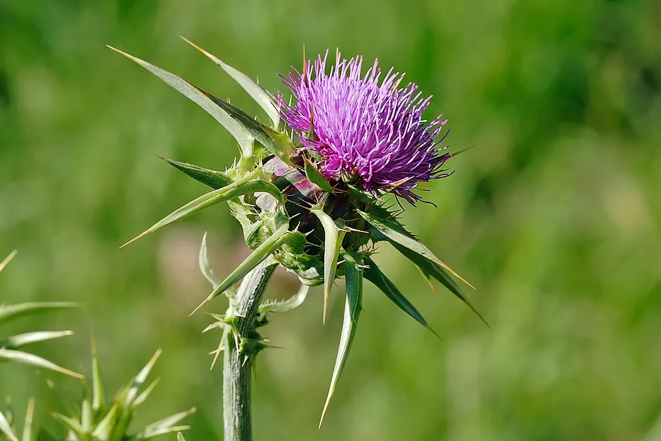 Milk Thistle Flower — botanical anatomy illustration