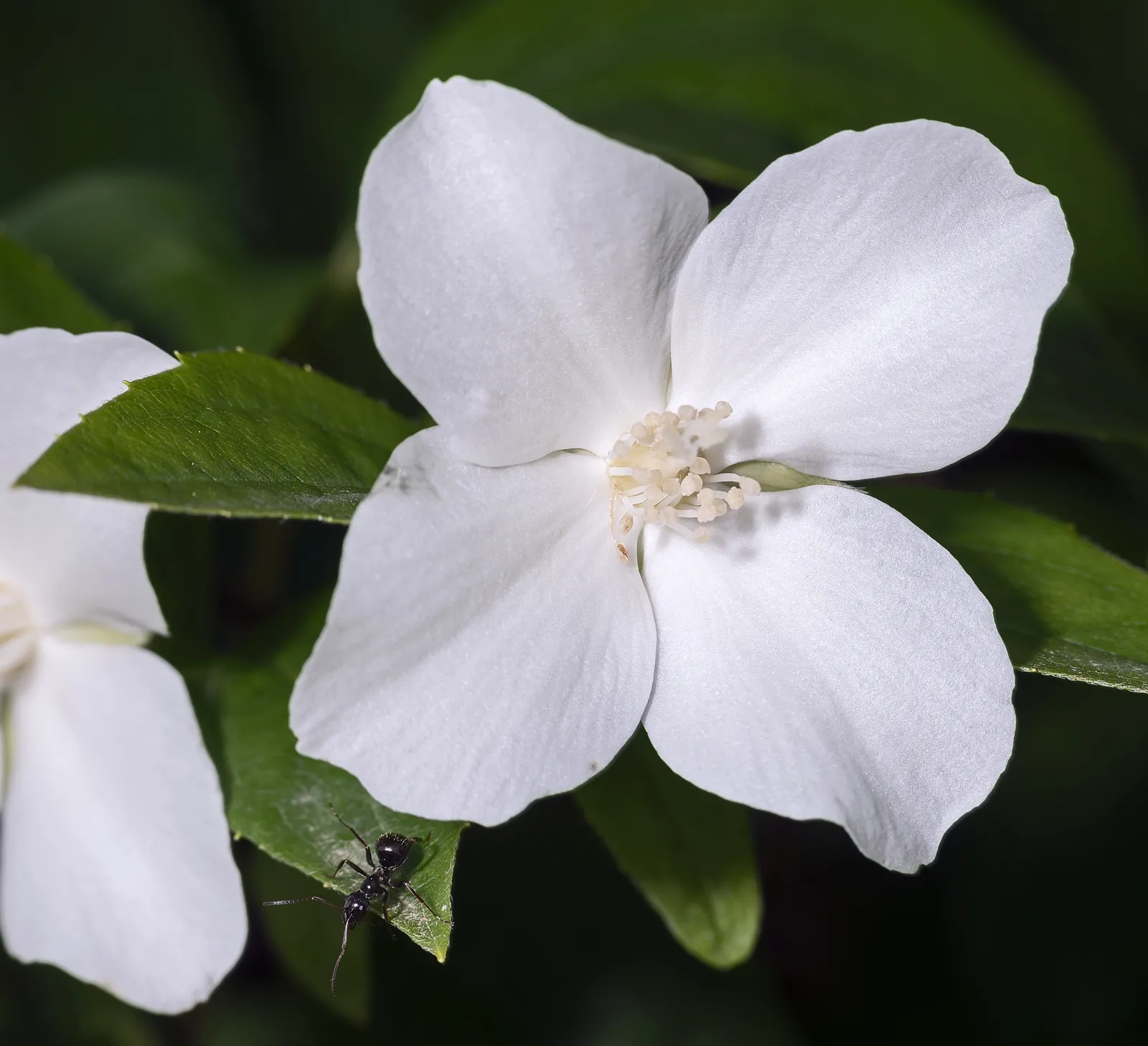 Mock Orange Flower — botanical anatomy illustration