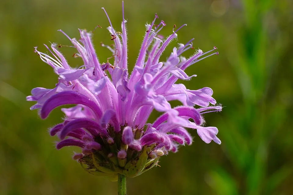 Monarda Fistulosa Flower — botanical anatomy illustration