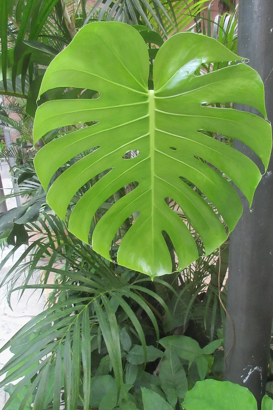Monstera Thai Leaf — botanical anatomy illustration
