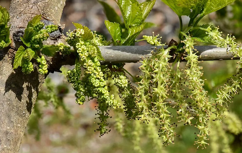 White Mulberry Flower — botanical anatomy illustration