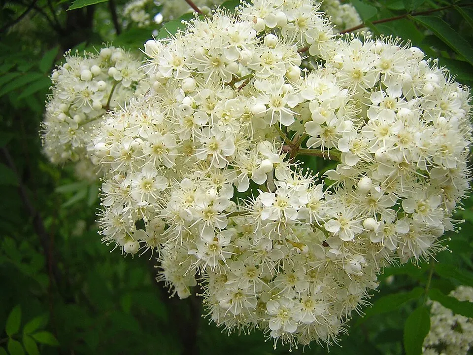 Mountain Ash Flower — botanical anatomy illustration