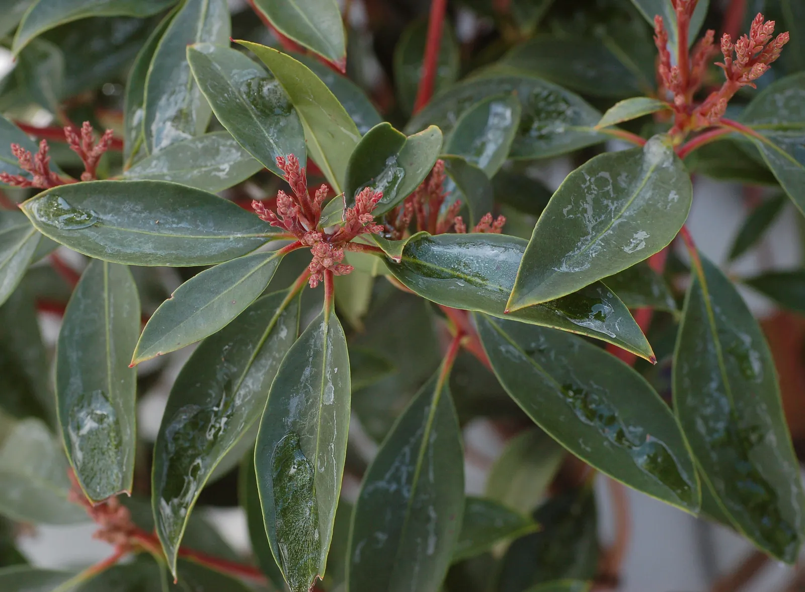 Mountain Laurel Leaf — botanical anatomy illustration