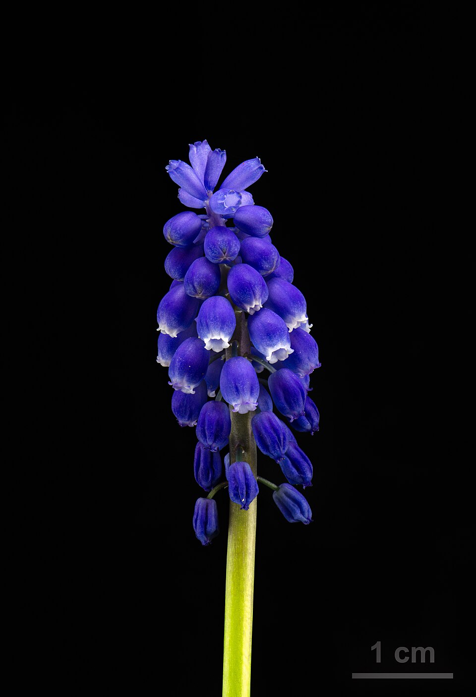 Muscari Armeniacum Flower — botanical anatomy illustration