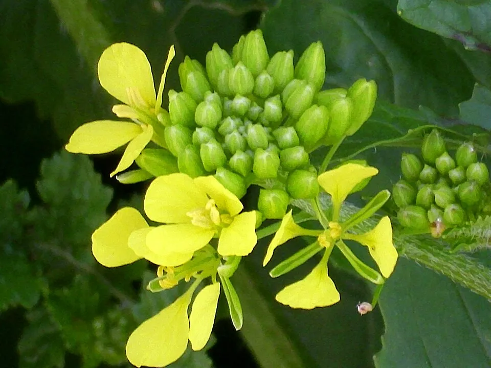 Mustard Flower — botanical anatomy illustration