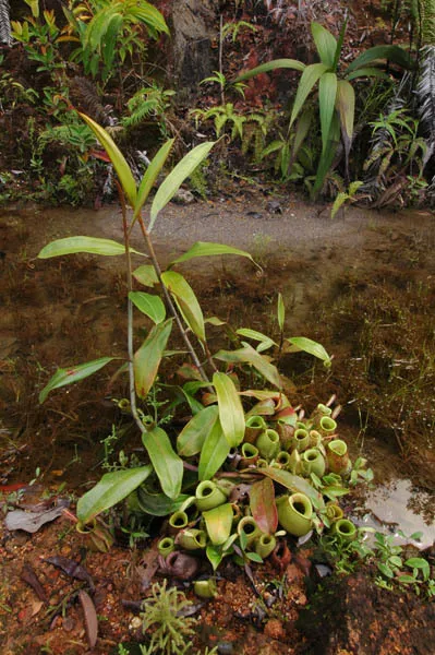 Nepenthes Ampullaria Bark & Stem — botanical anatomy illustration