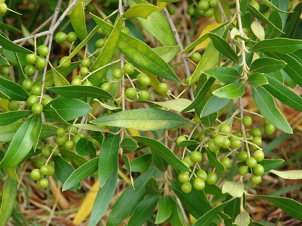 Olive Oil Plant Leaf — botanical anatomy illustration