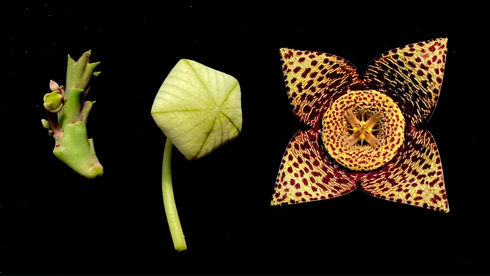 Orbea Flower — botanical anatomy illustration
