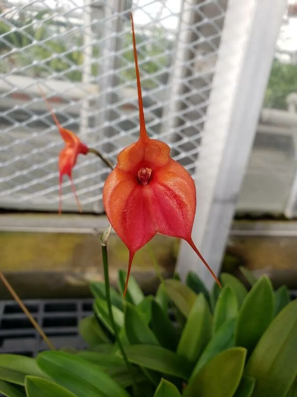 Orchid Masdevallia Flower — botanical anatomy illustration