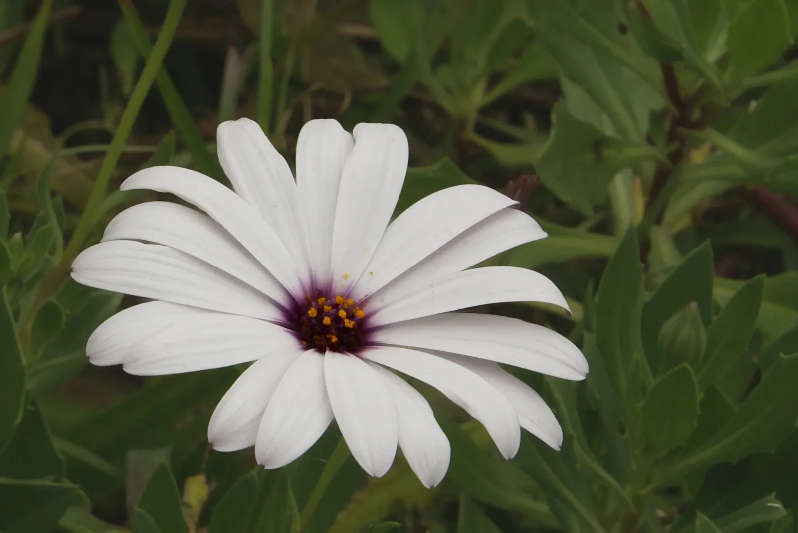 Osteospermum Ecklonis Flower — botanical anatomy illustration