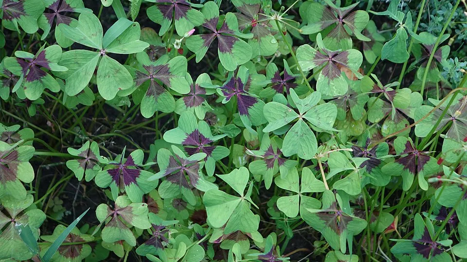 Oxalis Iron Cross Leaf — botanical anatomy illustration