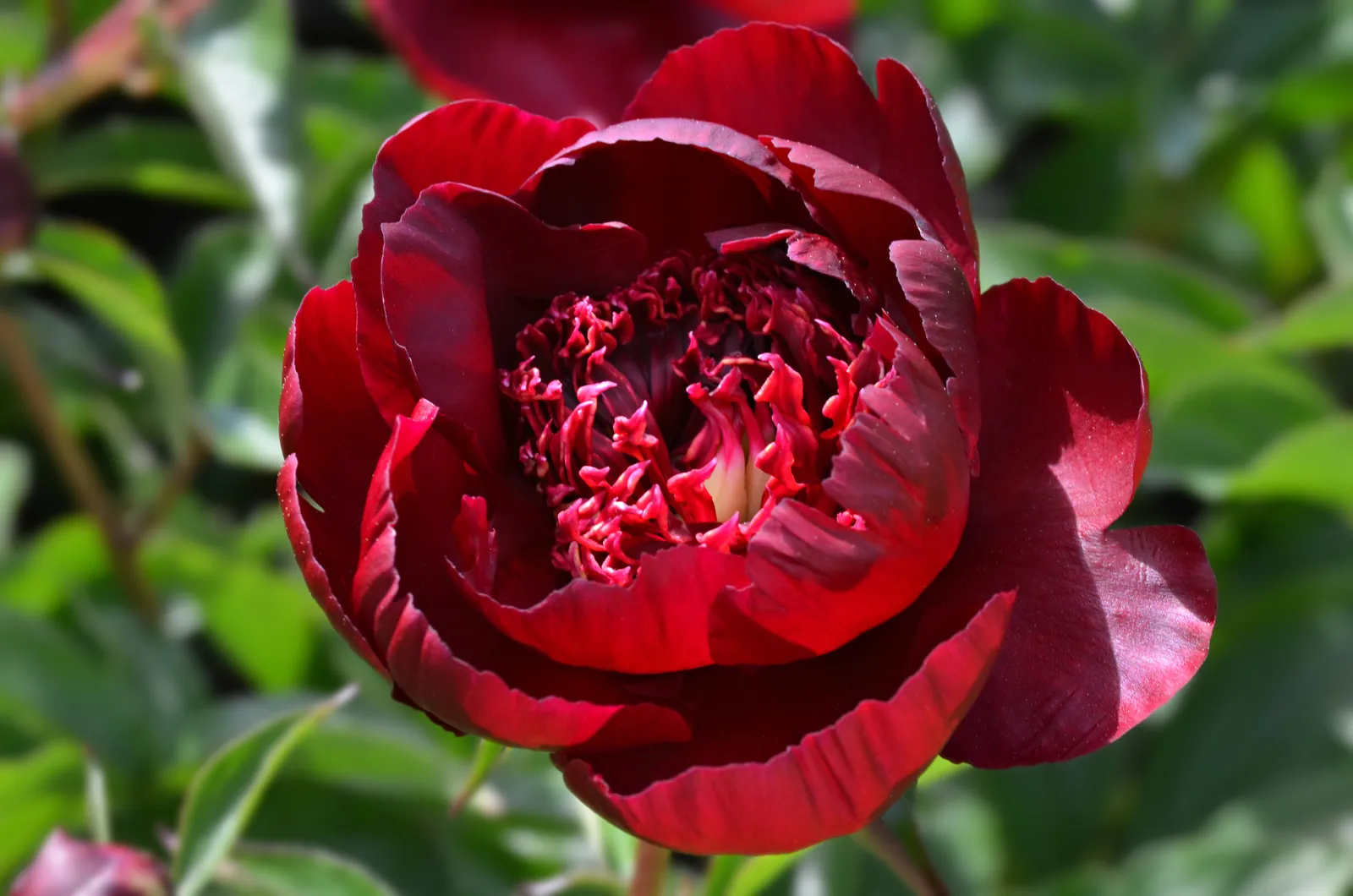 Paeonia Lactiflora Flower — botanical anatomy illustration
