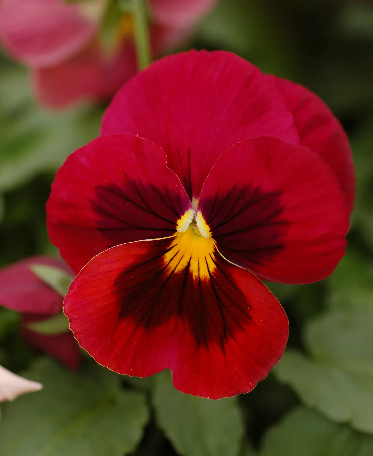 Pansy Flower — botanical anatomy illustration