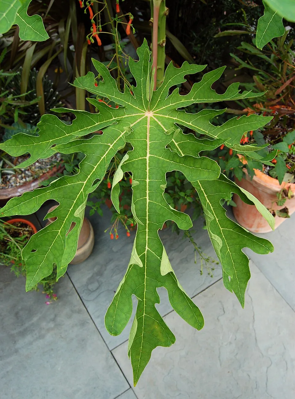 Papaya Leaf Leaf — botanical anatomy illustration