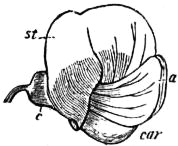 Pea Garden Flower — botanical anatomy illustration