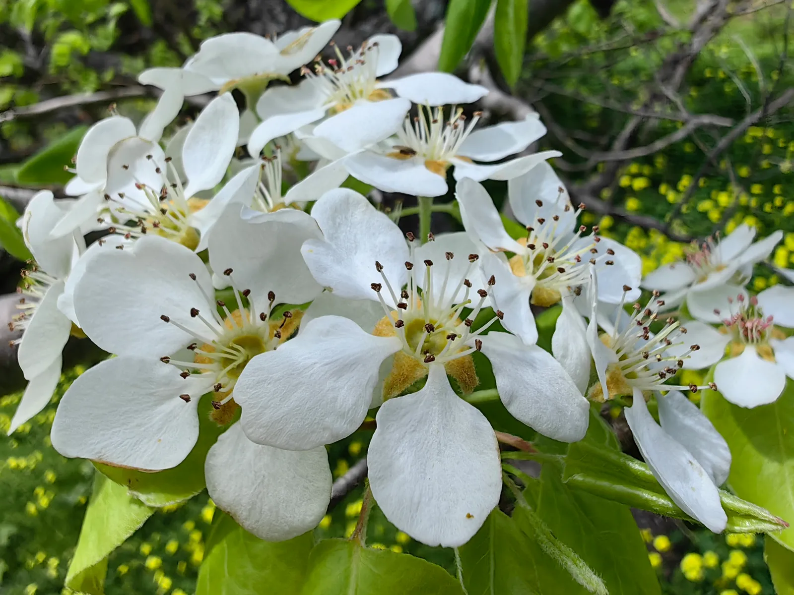Pear Tree Flower — botanical anatomy illustration