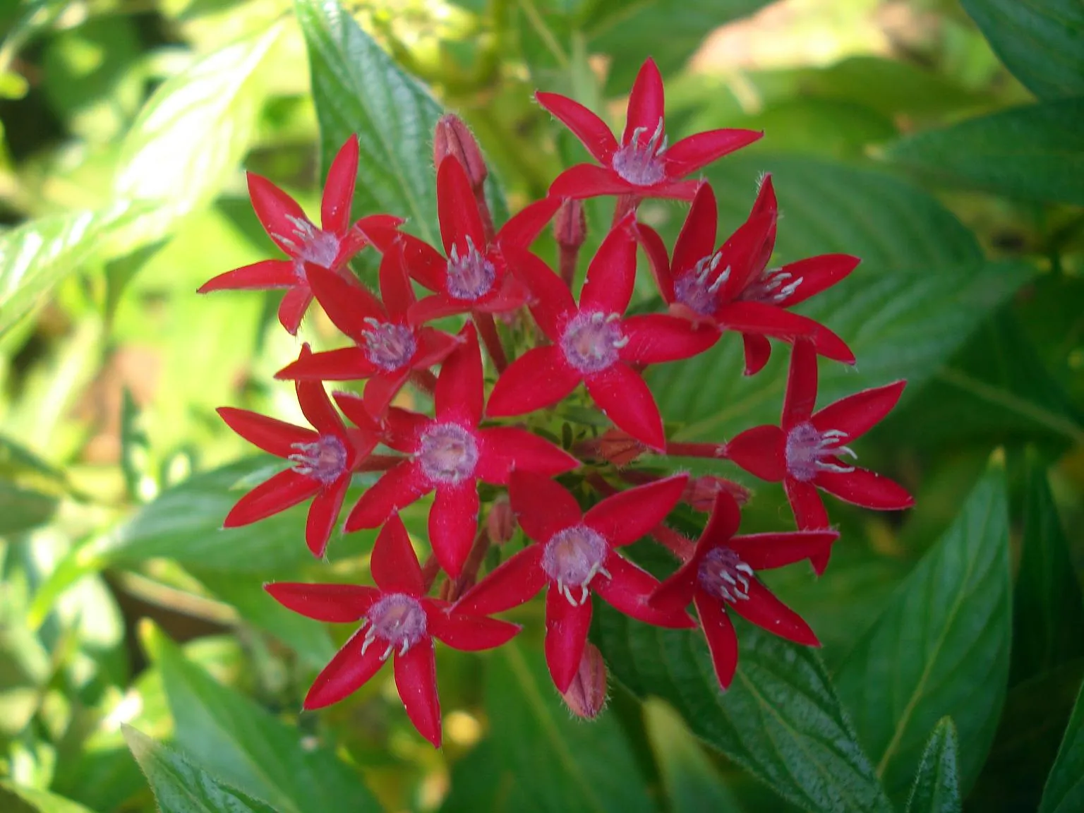 Pentas Red Flower — botanical anatomy illustration