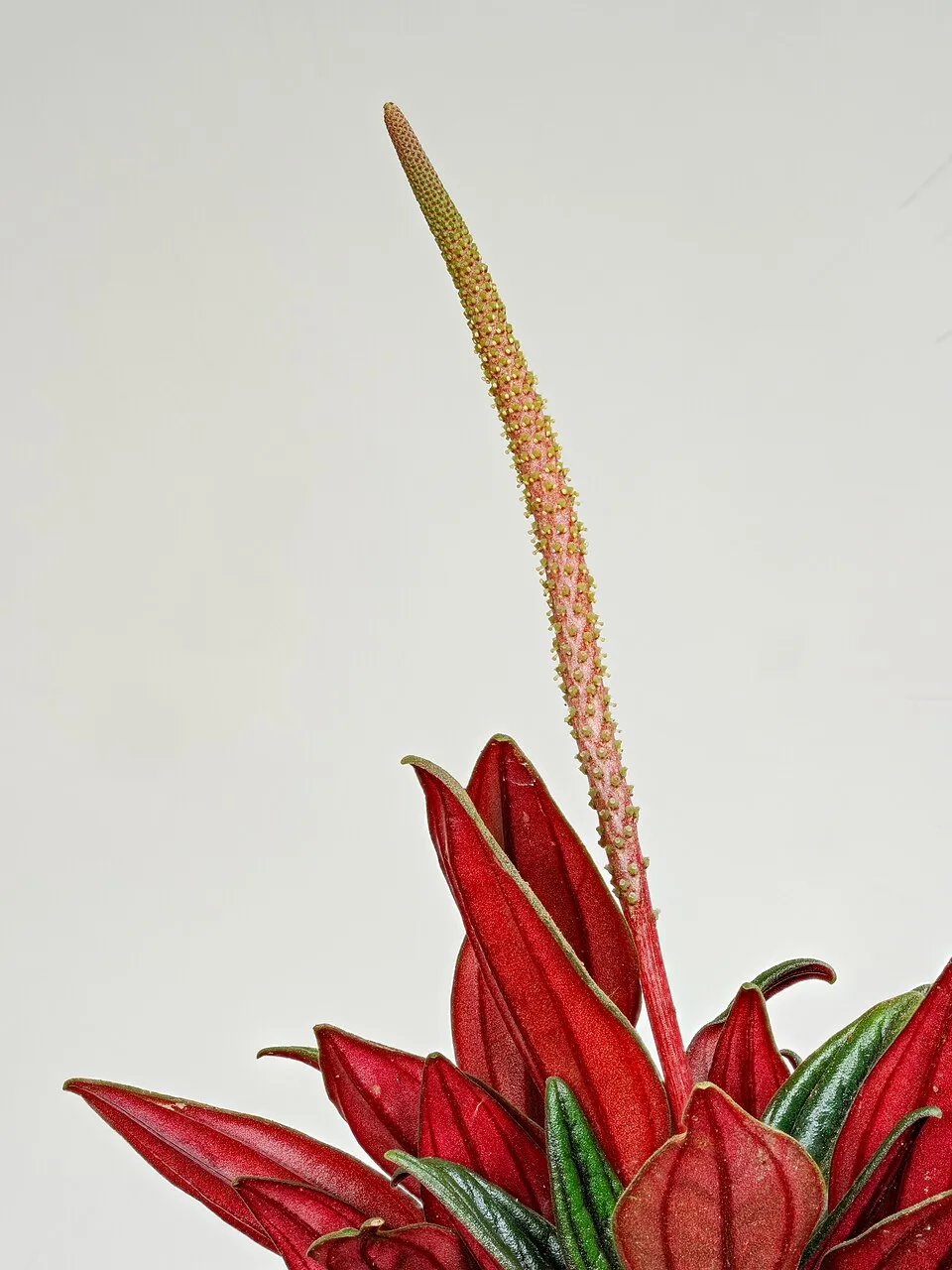 Peperomia Caperata Flower — botanical anatomy illustration