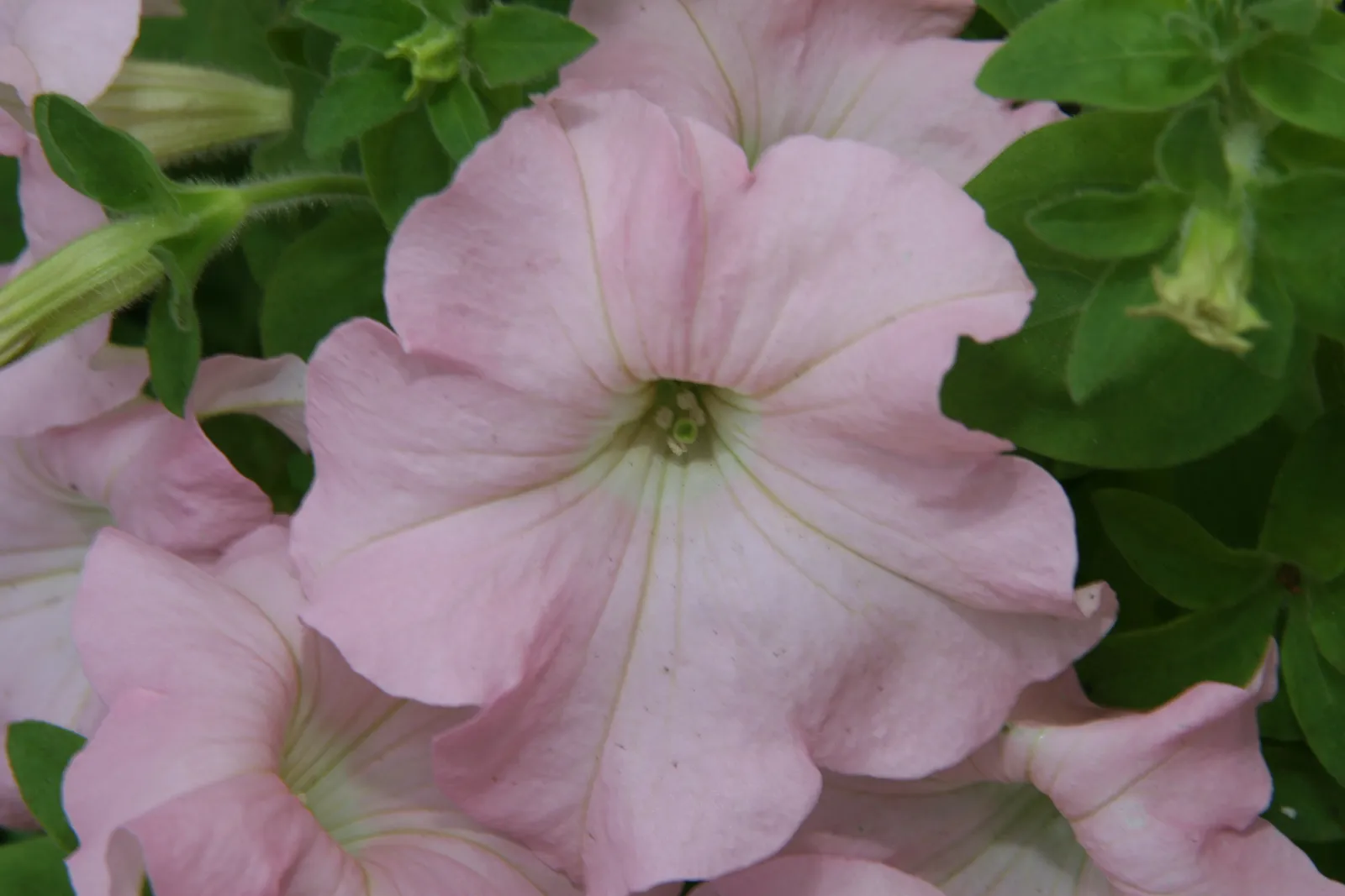 Petunia Wave Flower — botanical anatomy illustration