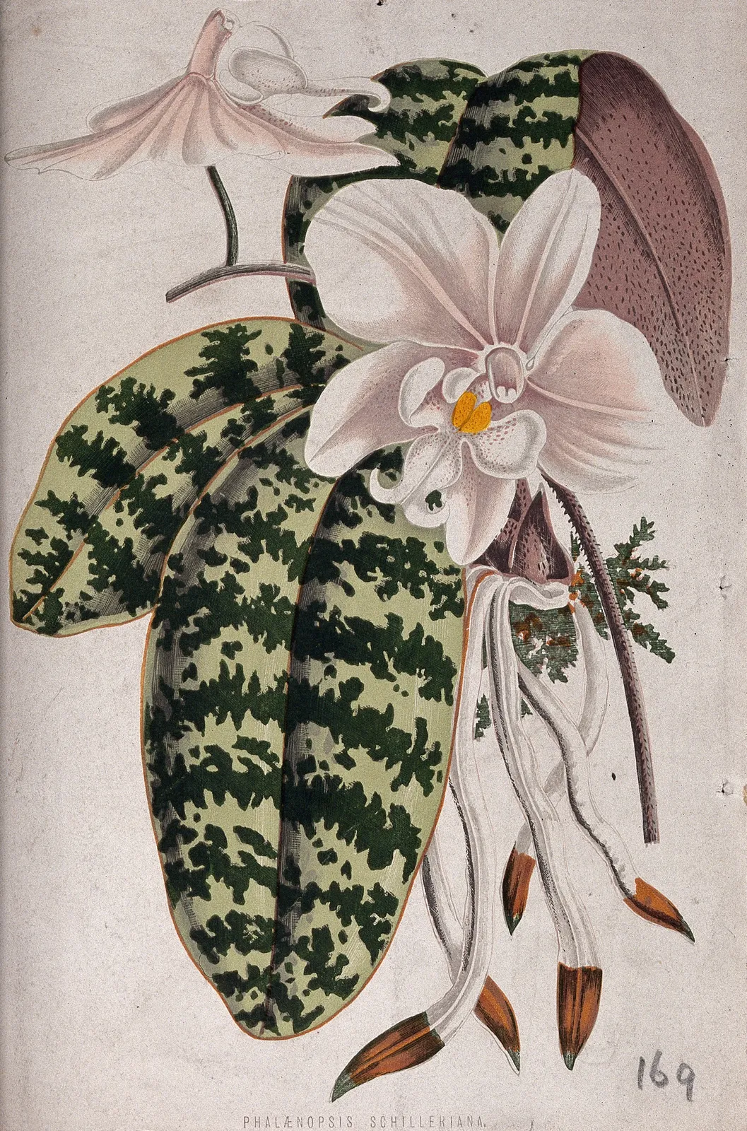 Phalaenopsis Schilleriana Flower — botanical anatomy illustration