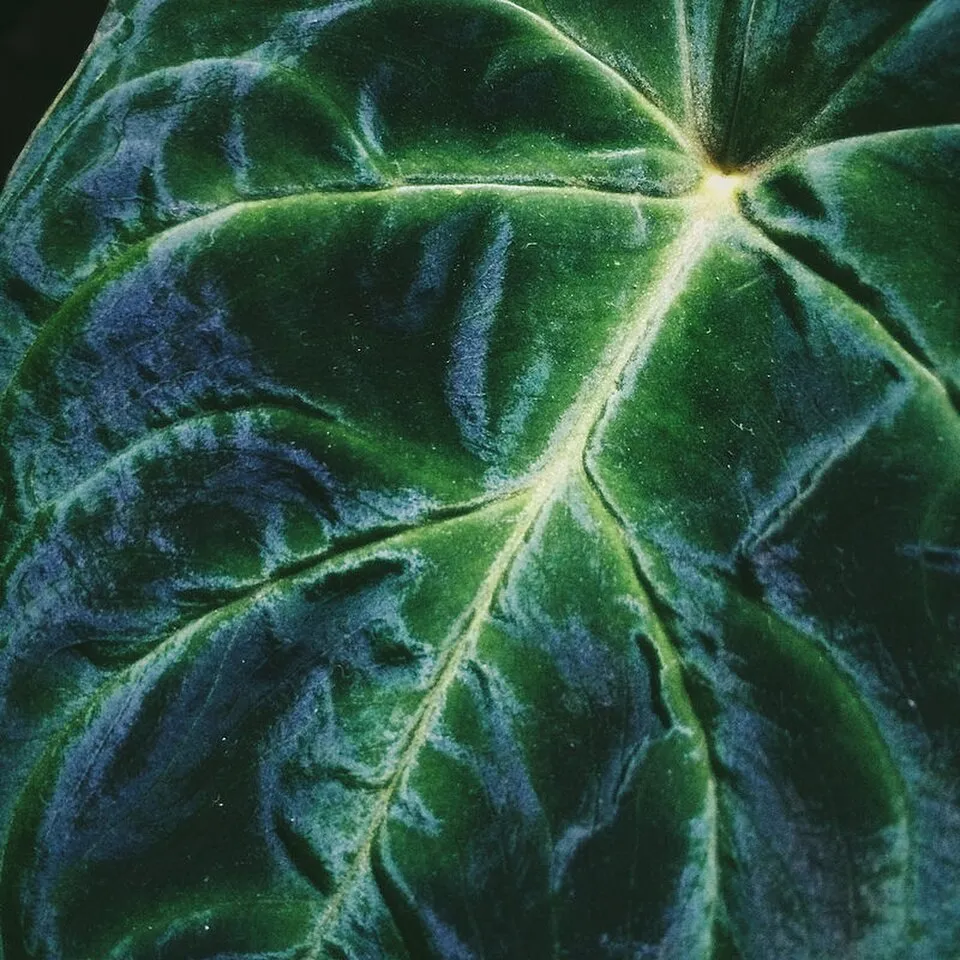 Philodendron Verrucosum Leaf — botanical anatomy illustration