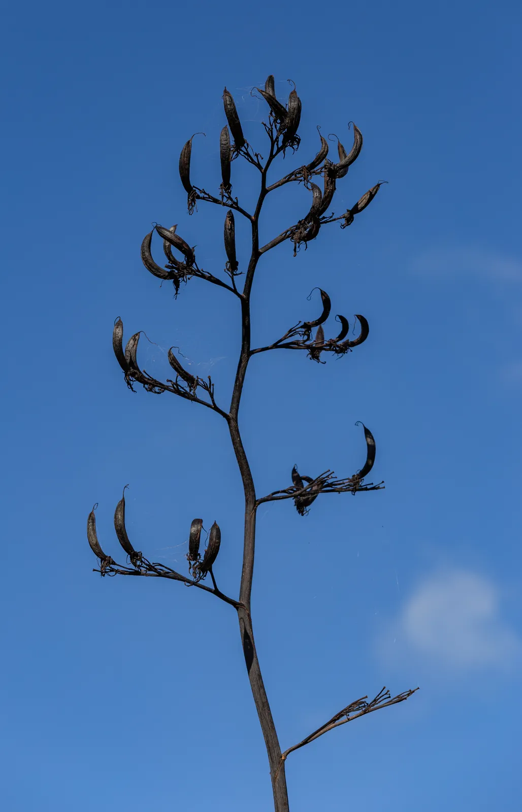 Phormium Flower — botanical anatomy illustration