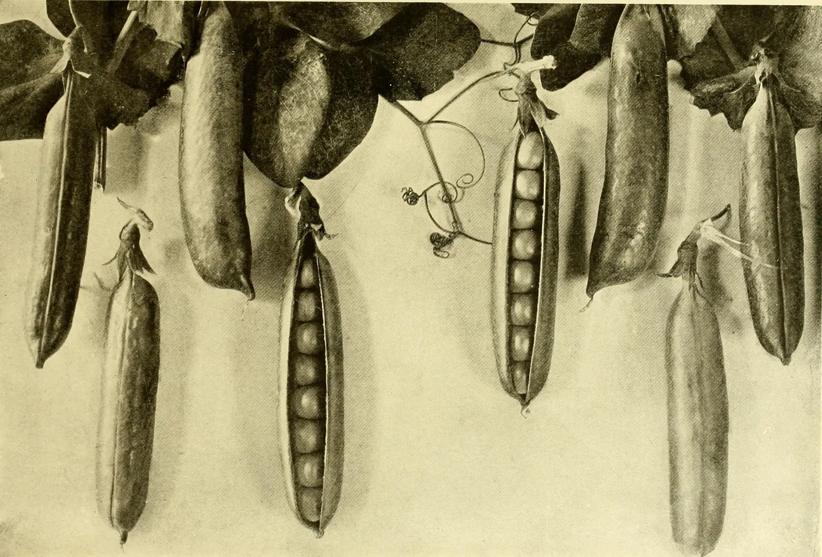 Pisum Sativum Ornamental Flower — botanical anatomy illustration