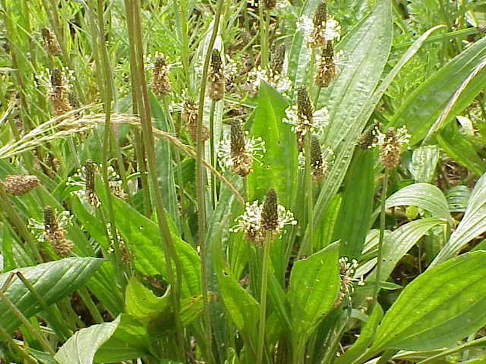Ribwort Plantain Flower — botanical anatomy illustration