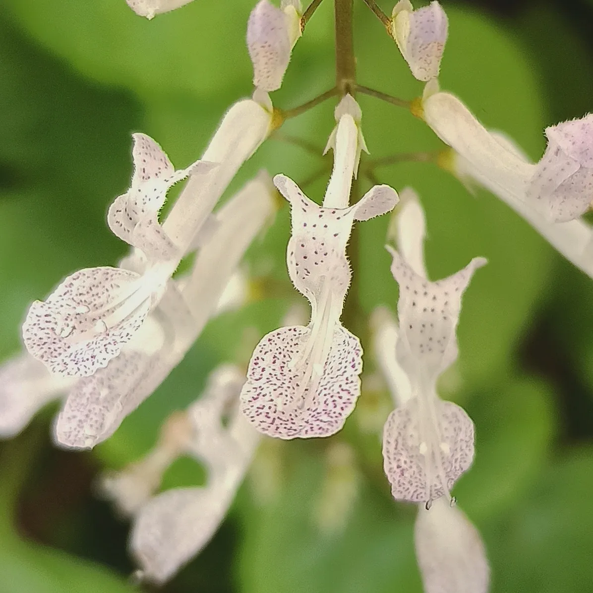 Plectranthus Australis Flower — botanical anatomy illustration