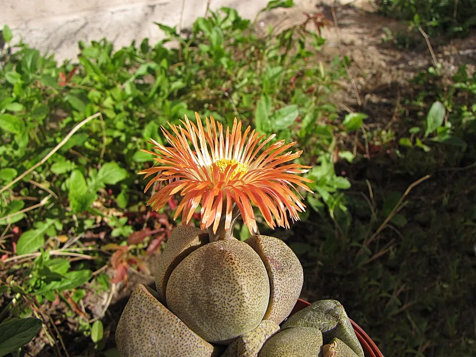 Pleiospilos Nelii Flower — botanical anatomy illustration