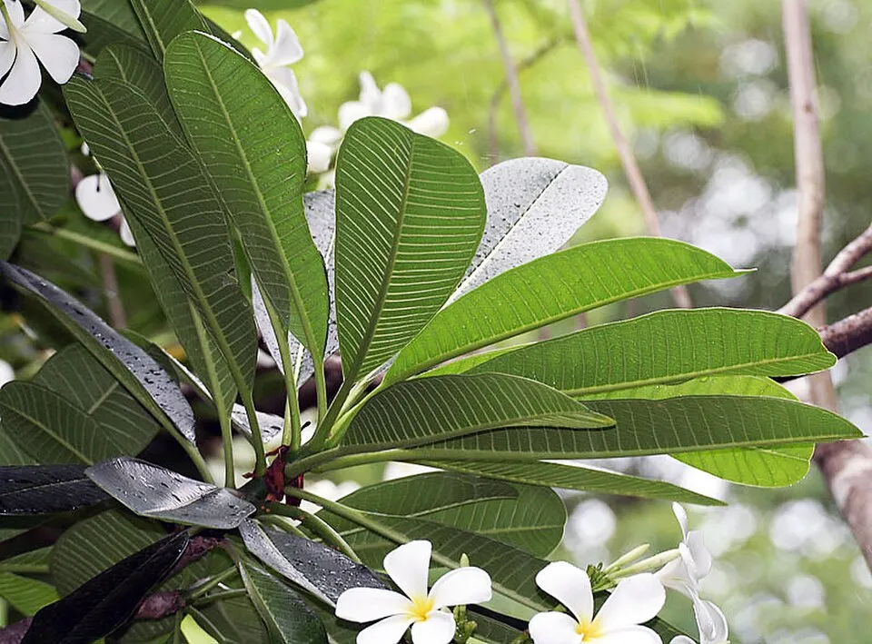 Plumeria Obtusa Leaf — botanical anatomy illustration