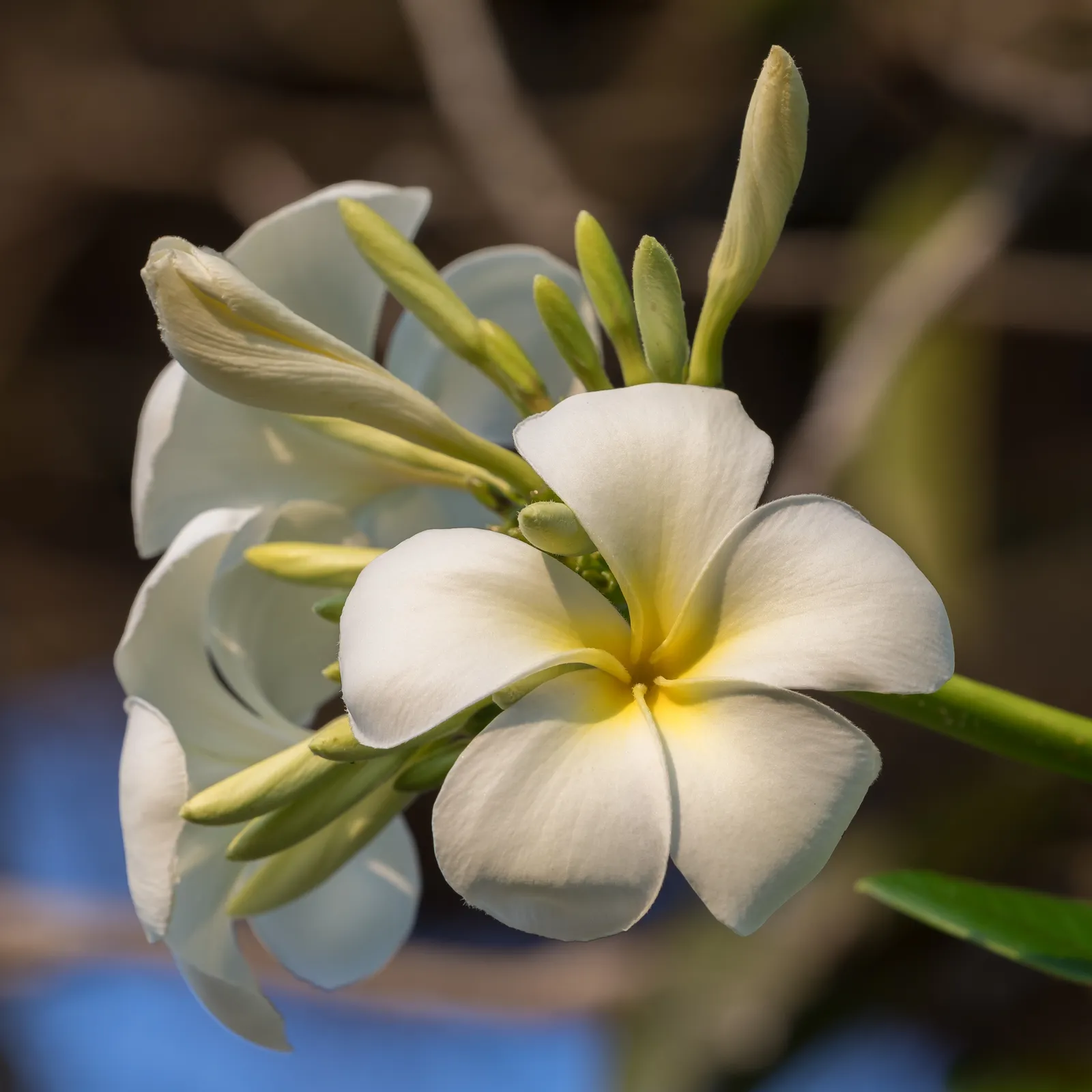 Plumeria Obtusa Flower — botanical anatomy illustration