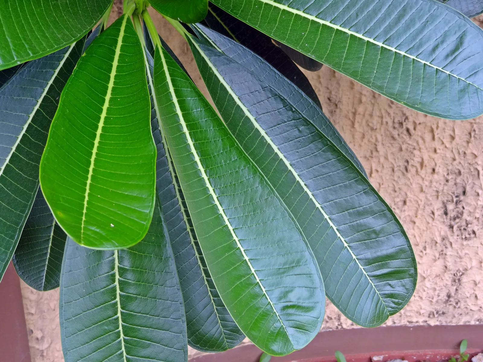 Plumeria Rubra Leaf — botanical anatomy illustration