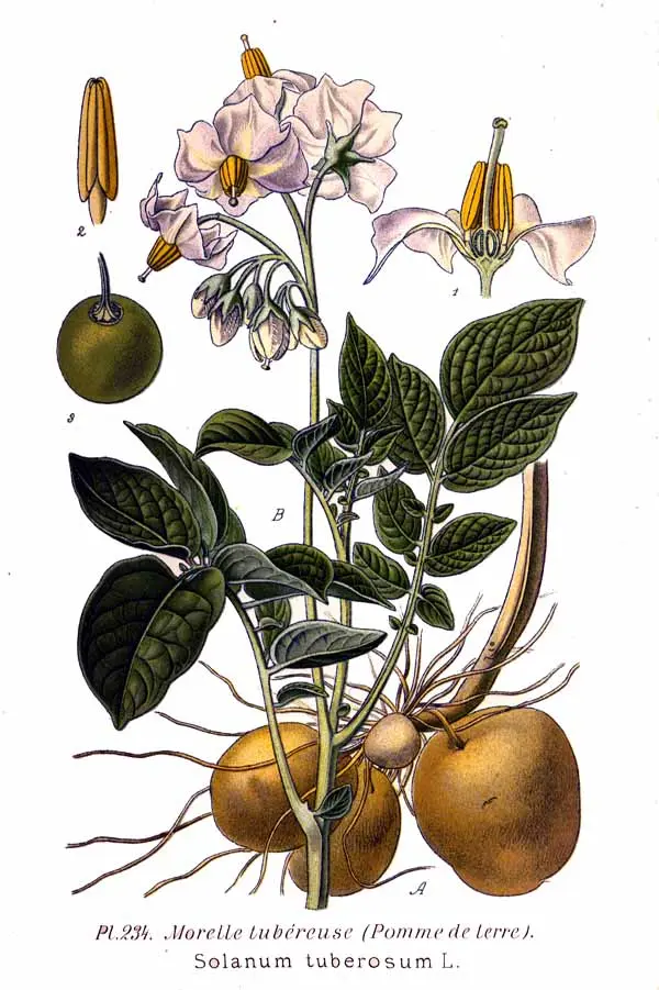 Potato Root System — botanical anatomy illustration