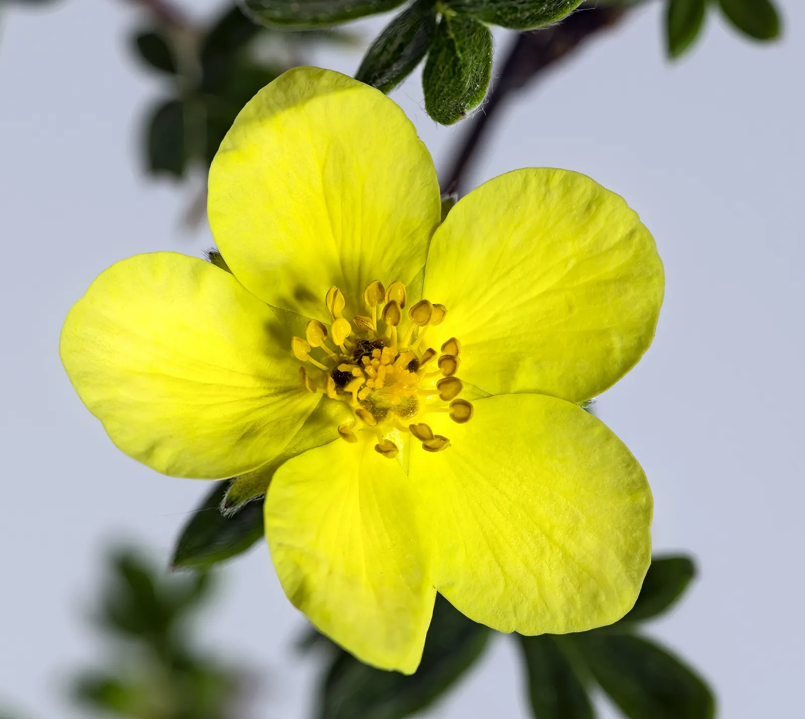 Potentilla Flower — botanical anatomy illustration