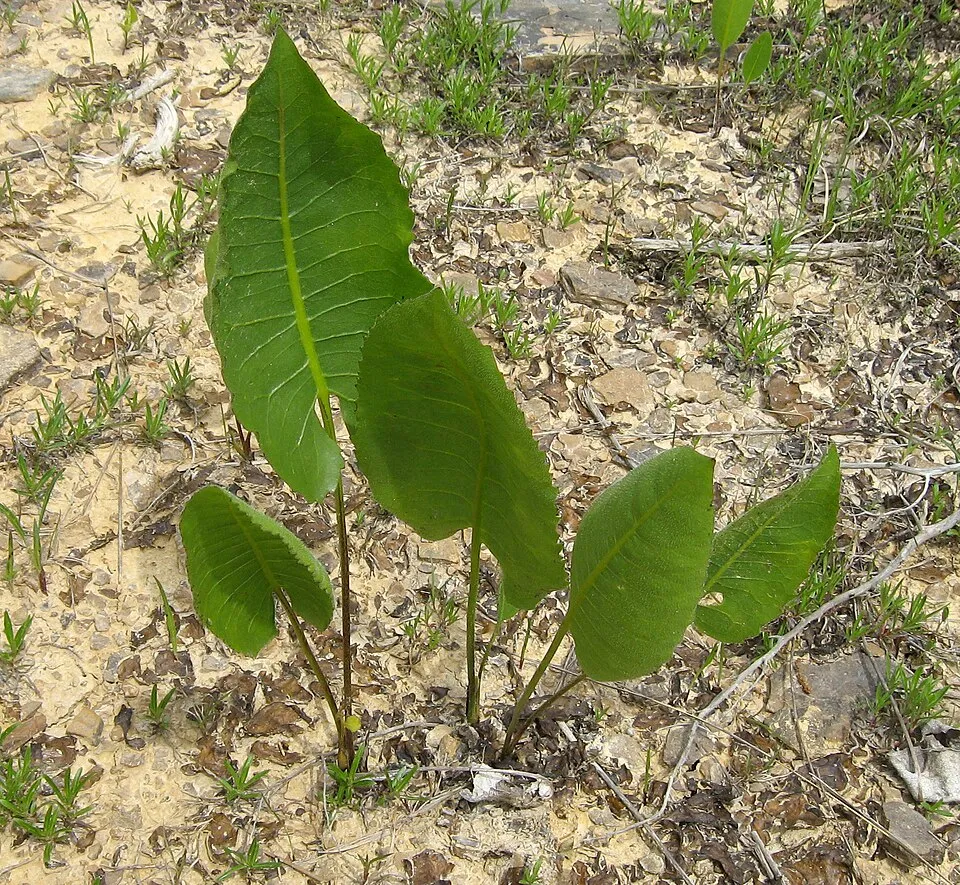 Prairie Dock Leaf — botanical anatomy illustration