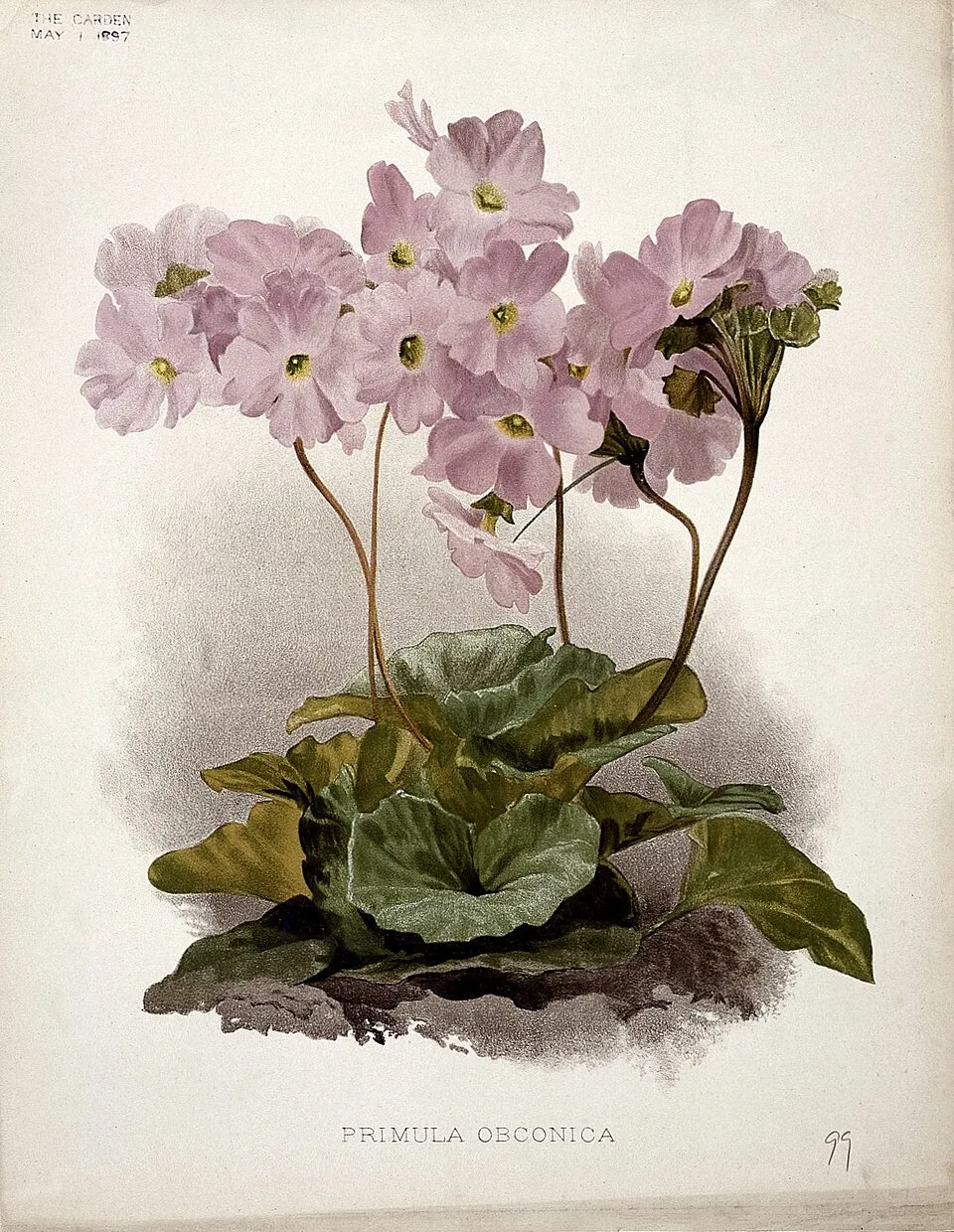 Primula Obconica Flower — botanical anatomy illustration