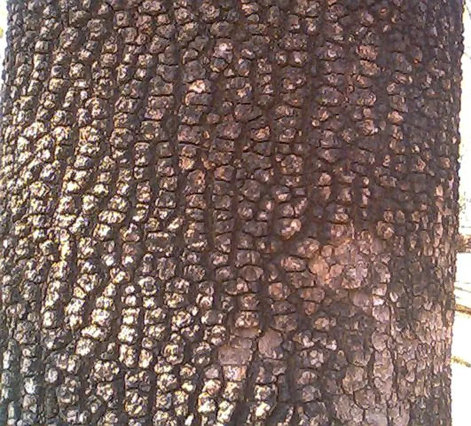 Priyal Bark & Stem — botanical anatomy illustration