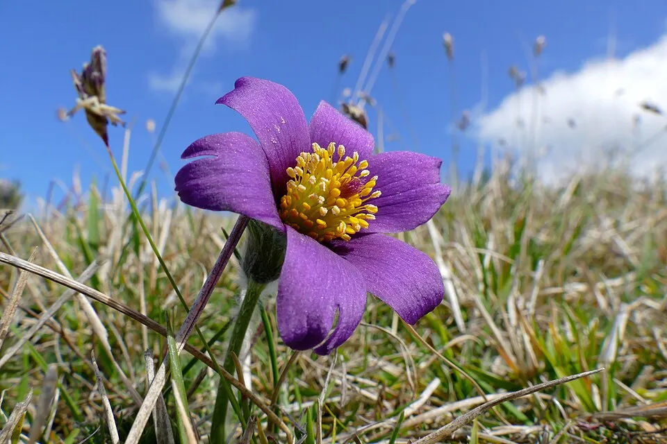 Pulsatilla Flower — botanical anatomy illustration