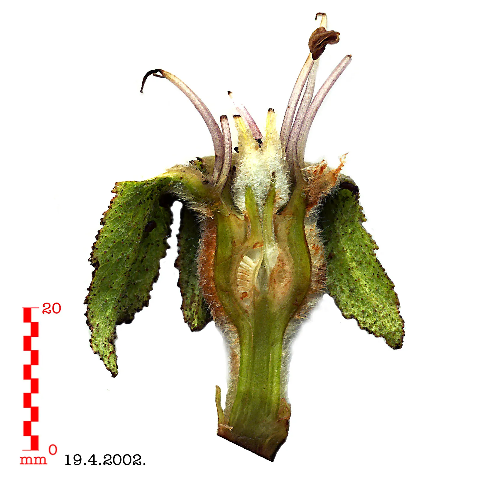Quince Flower — botanical anatomy illustration
