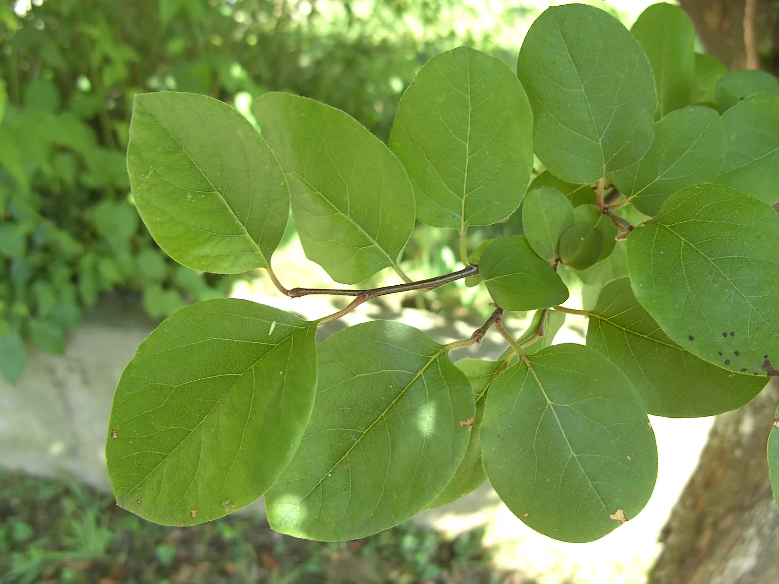 Quince Leaf — botanical anatomy illustration