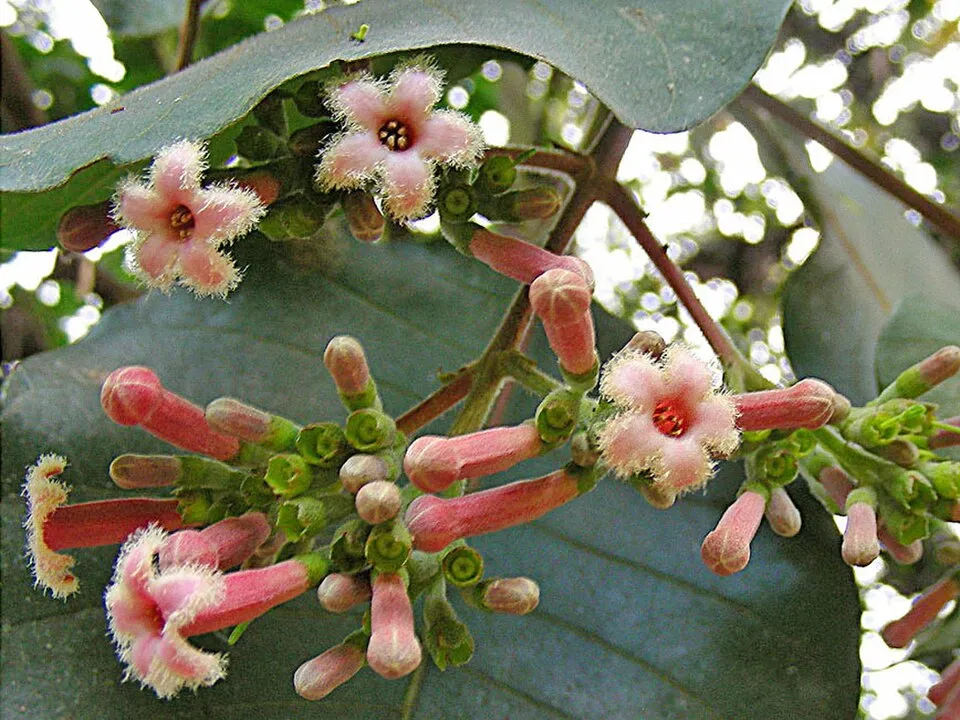 Quinine Tree Flower — botanical anatomy illustration
