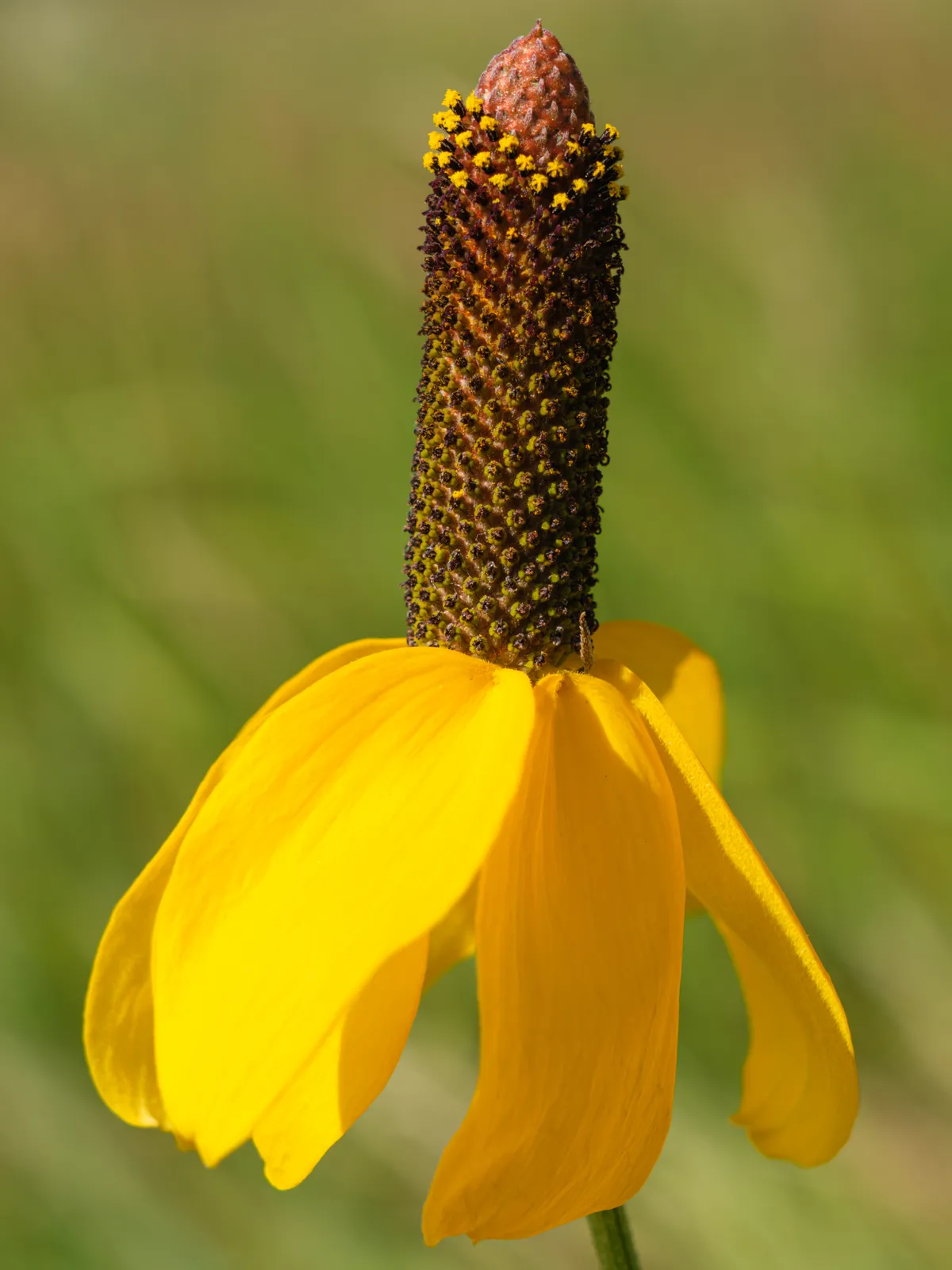 Ratibida Columnifera Flower — botanical anatomy illustration