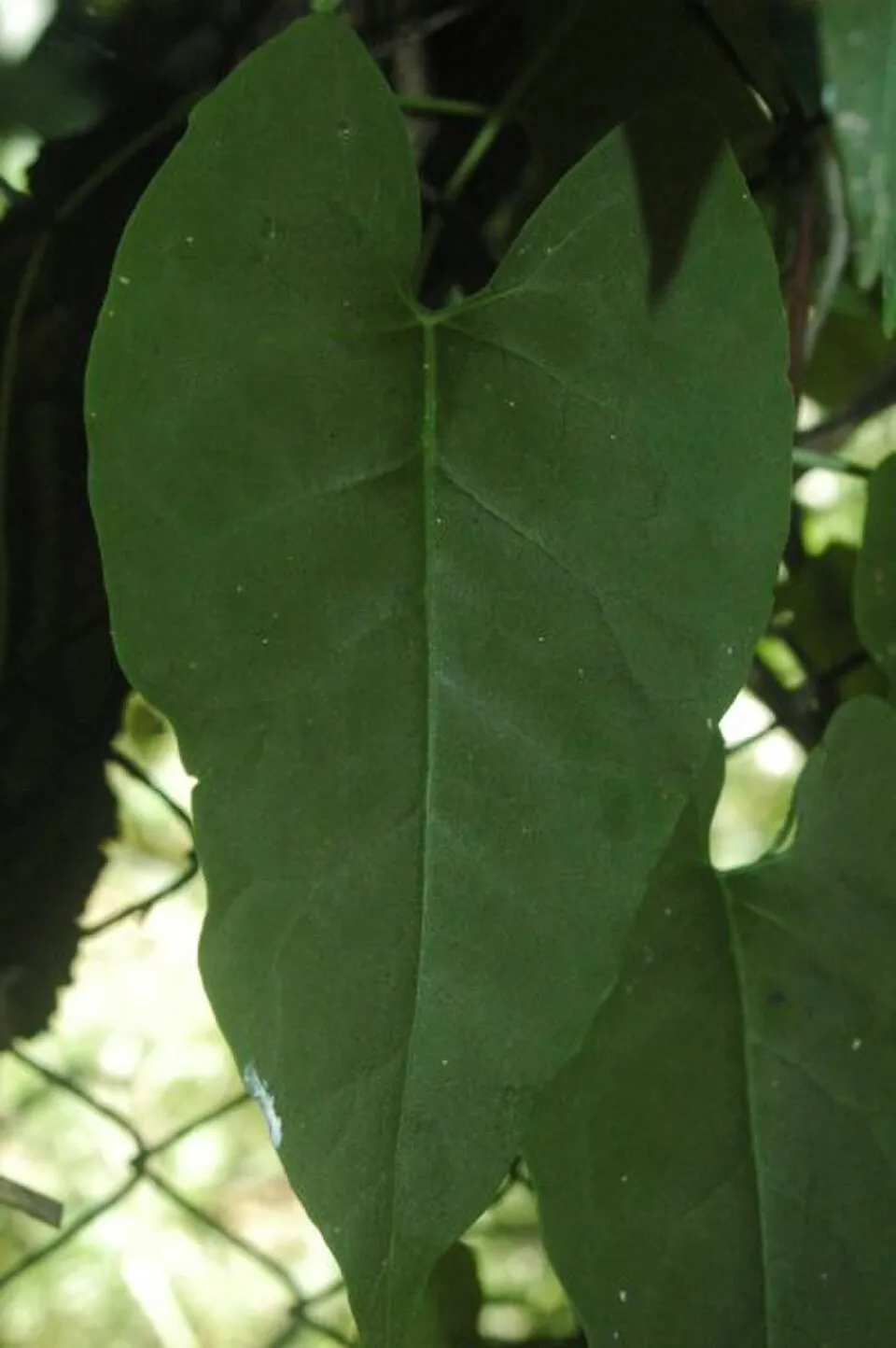 He Shou Wu Leaf — botanical anatomy illustration