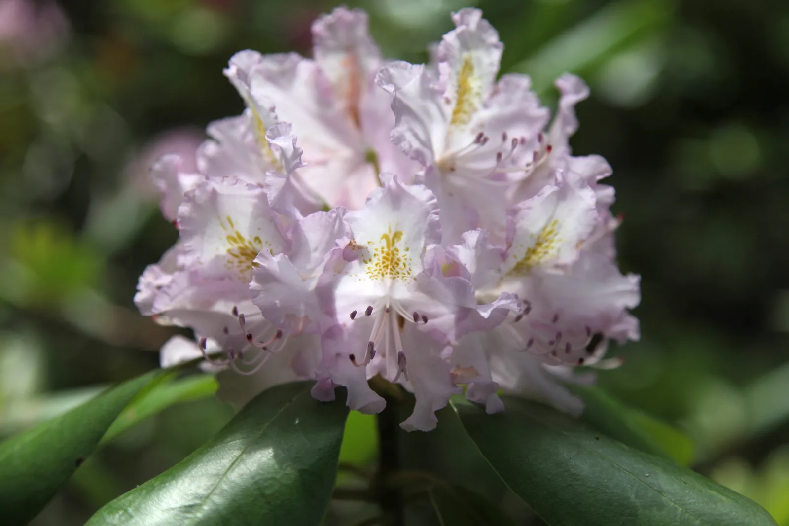 Rhododendron Garden Flower — botanical anatomy illustration
