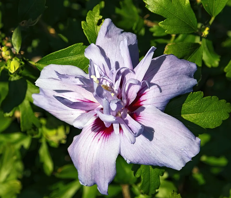 Rose of Sharon Flower — botanical anatomy illustration