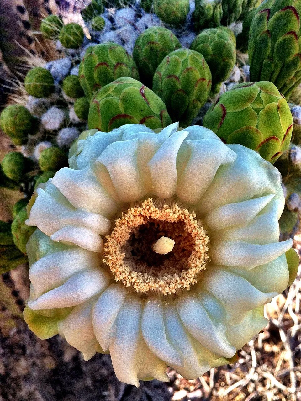Saguaro Cactus Flower — botanical anatomy illustration