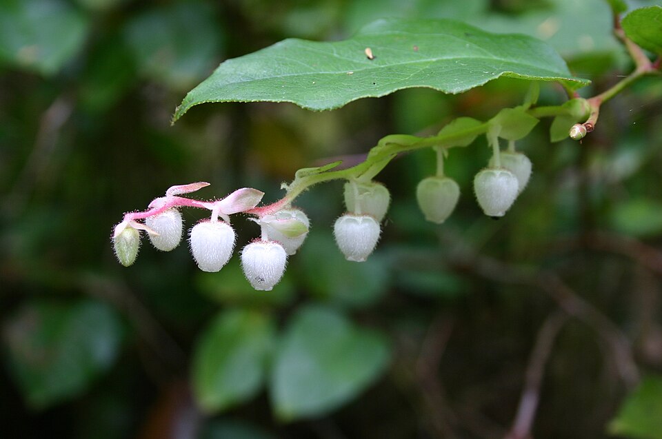 Salal Berry Flower — botanical anatomy illustration