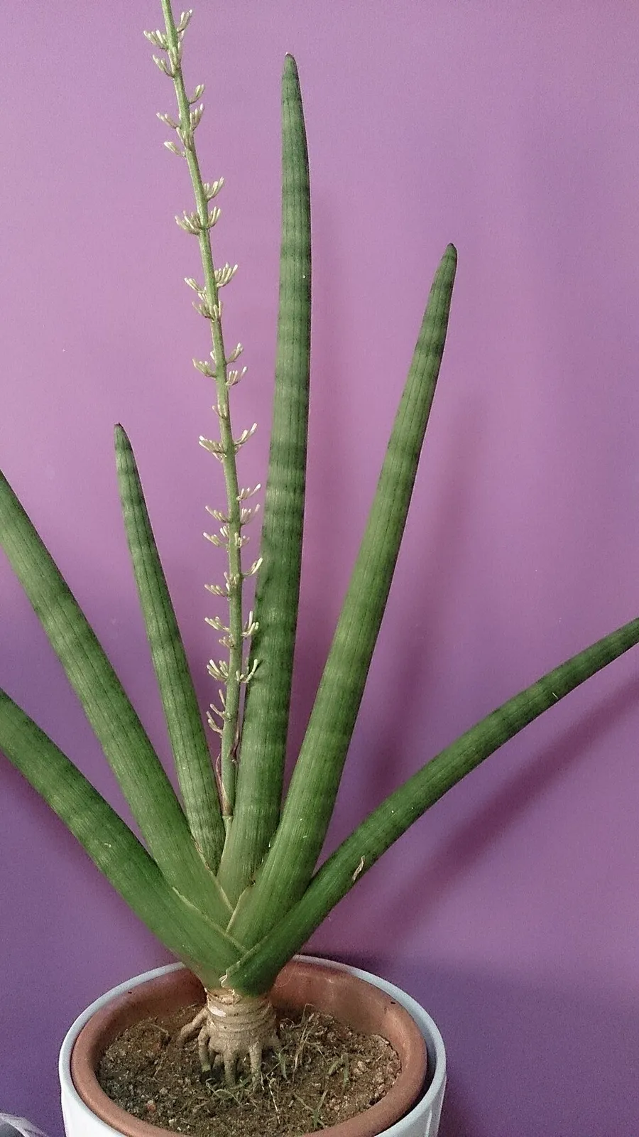 Sansevieria Cylindrica Flower — botanical anatomy illustration