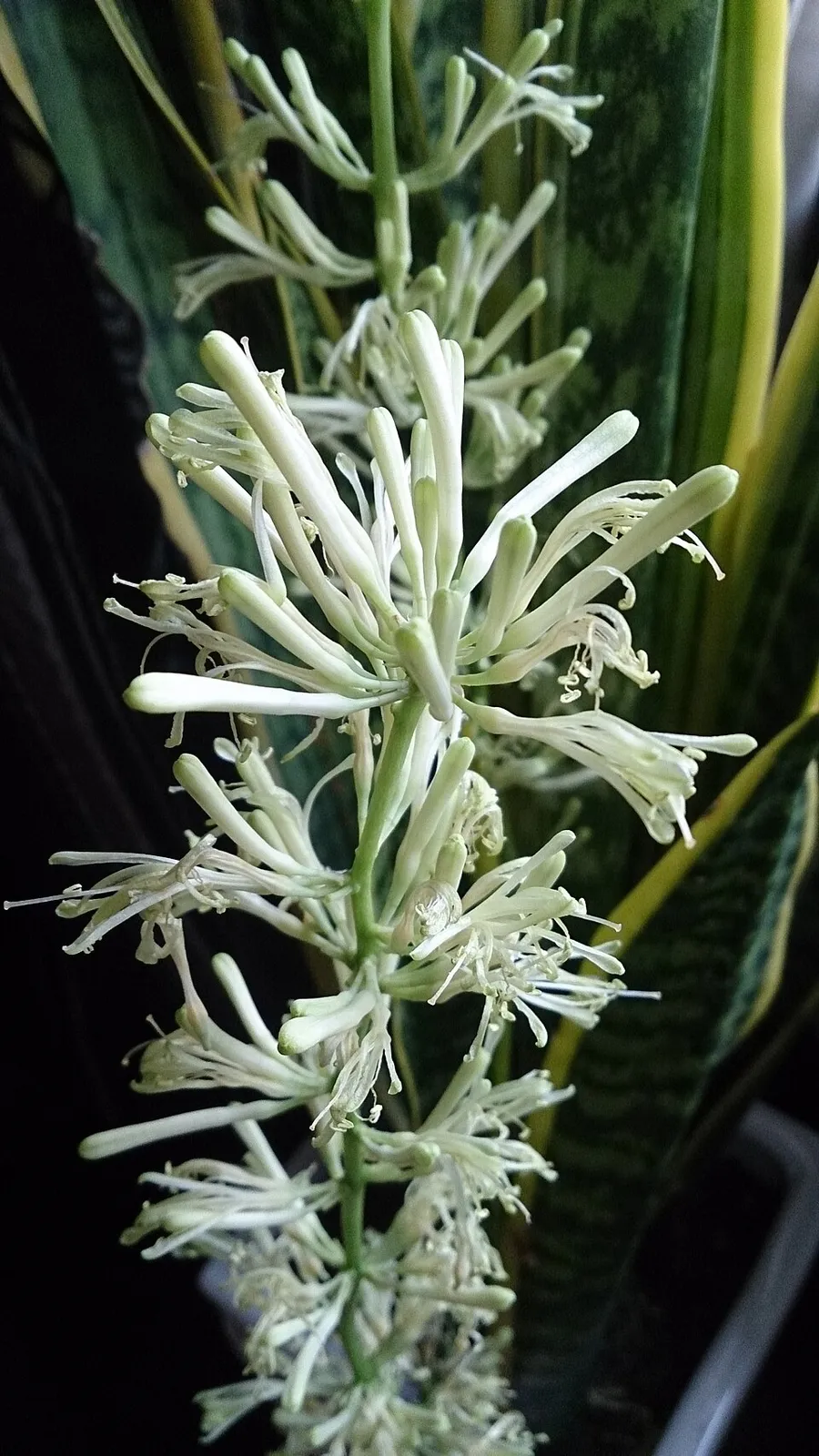 Sansevieria Trifasciata Flower — botanical anatomy illustration
